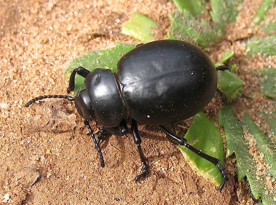 ID 1 - Timarcha pimelioides